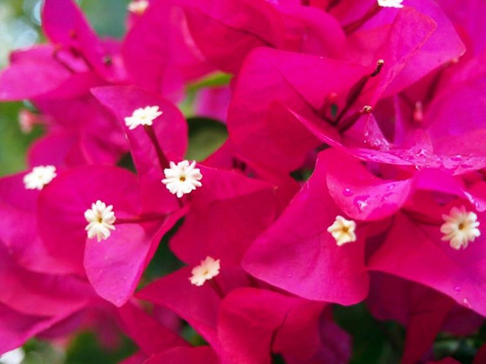 Bougainvillea Buttiana