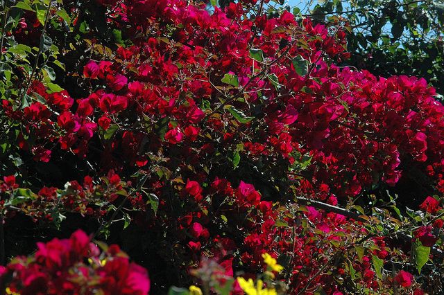 Bougainvillea Peruviana