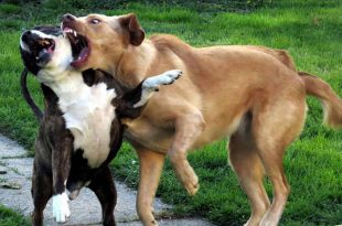 Briga de Cães