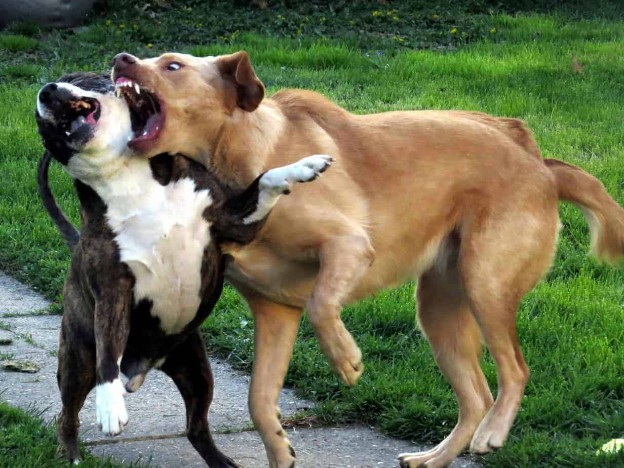 Briga de Cães 