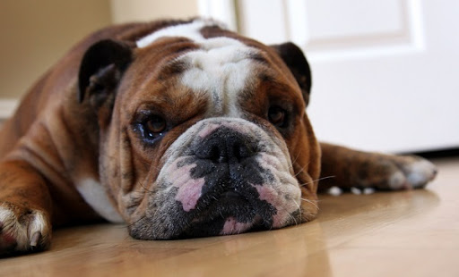 Buldogue Deitado no Chão da Casa