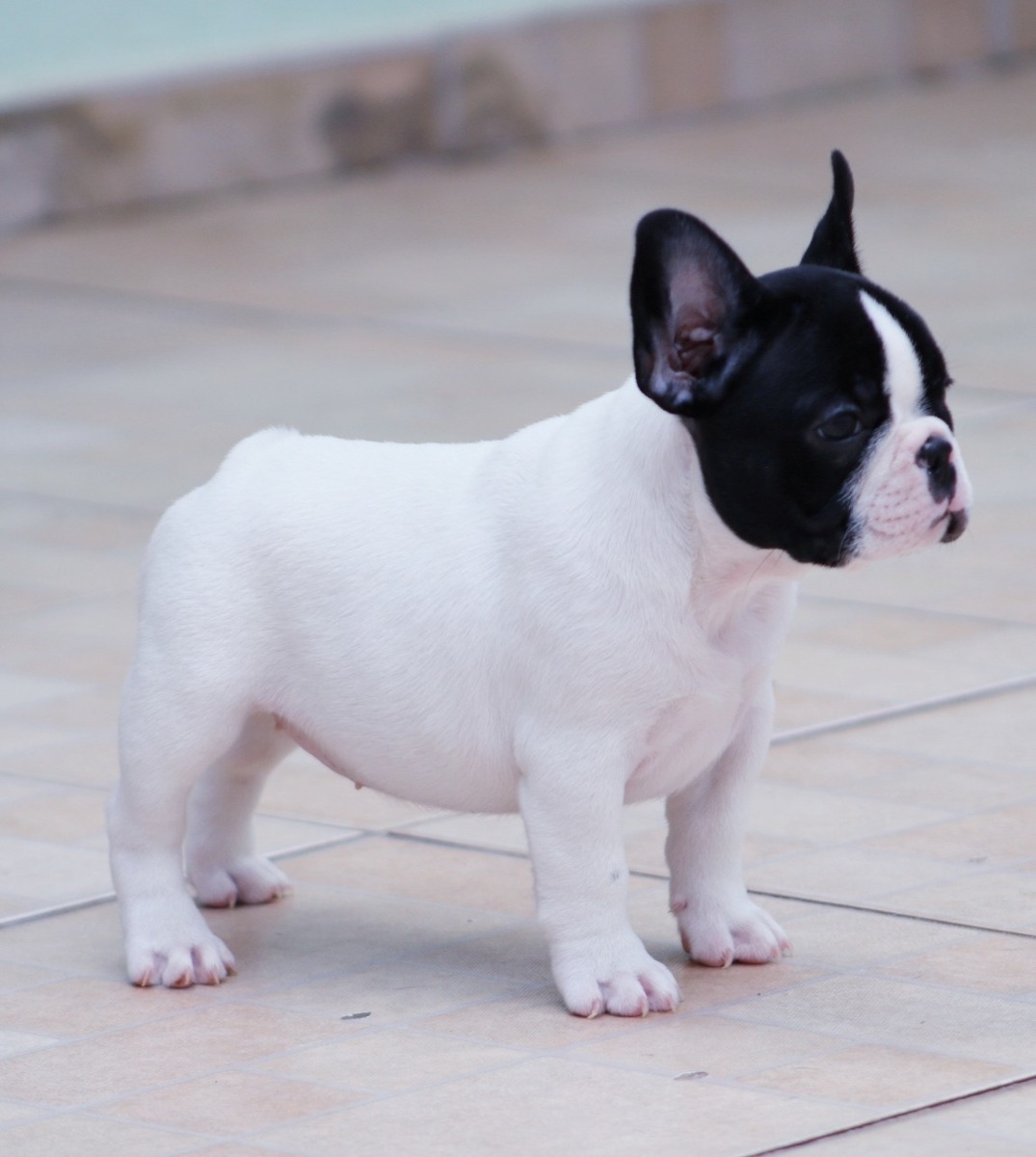 Buldogue Francês Branco e Preto 