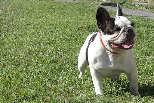 Buldogue Francês na Grama 