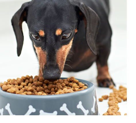 Cachorro Cheirando a Ração 