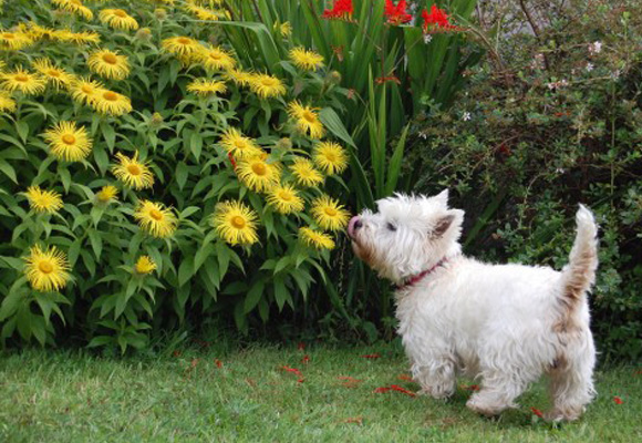 Cachorro no Jardim 