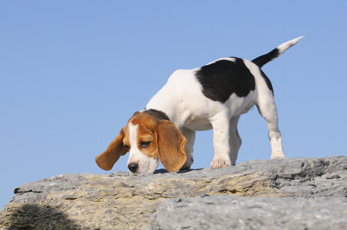 Qual a Raça de Cachorro tem o Melhor faro? 