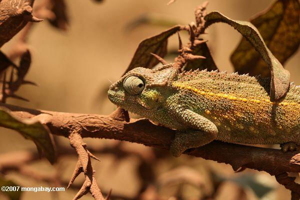 Camaleão Bradypodion: Caracteristicas, Nome Cientifico e Fotos