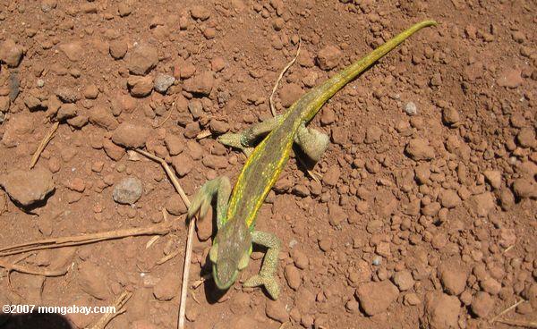 Camaleão Bradypodion Andando na Terra 