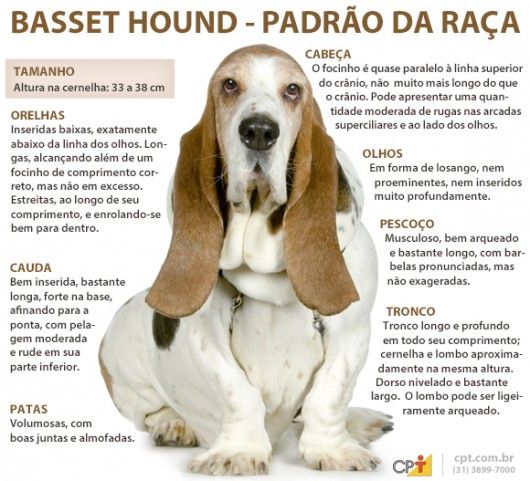 Características Físicas do Basset 