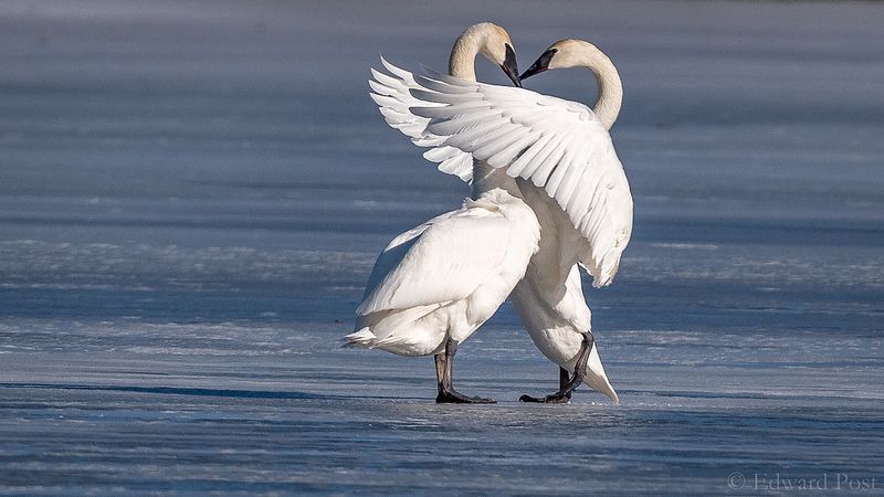 Casal de Cygnus Buccinator