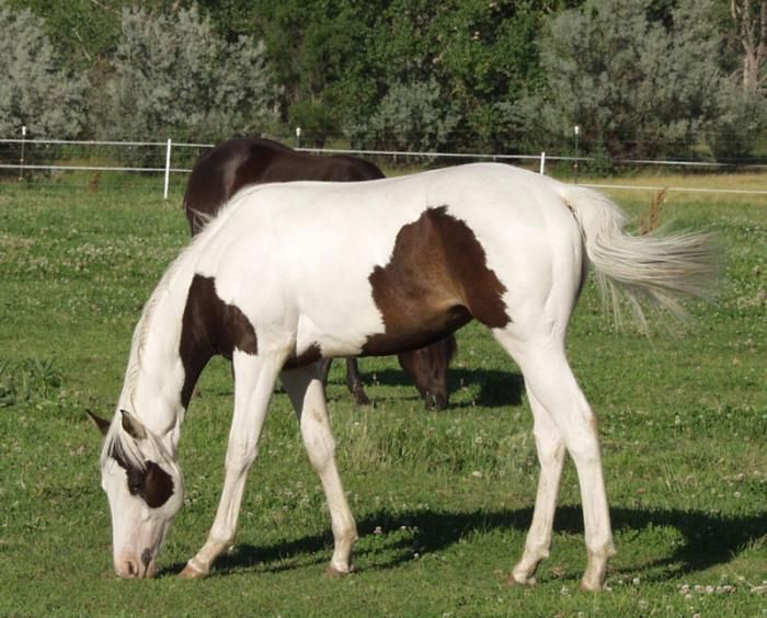 Cavalo Oldenburg no Pasto 