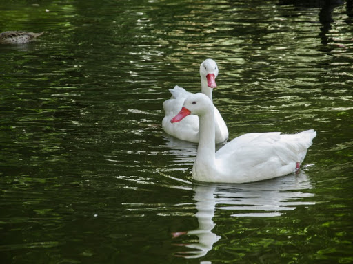 Cisne-Branco