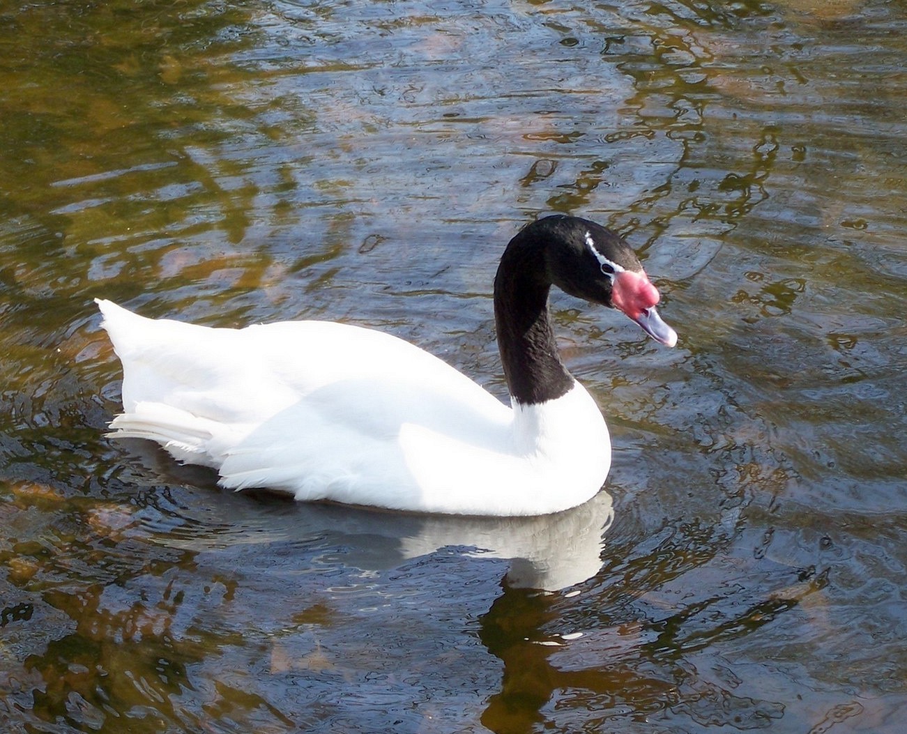 Cisne-De-Pescoço-Negro na Água 