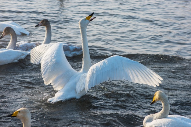 Cisne De Tundra Batendo as Asas
