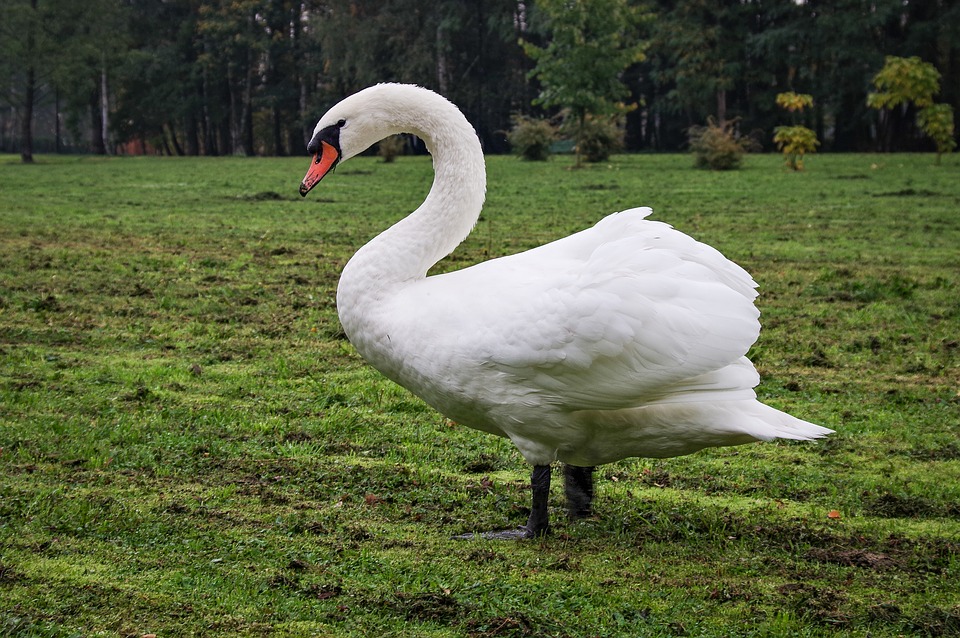Espécies De Cisnes: Lista Com Tipos, Nomes E Fotos