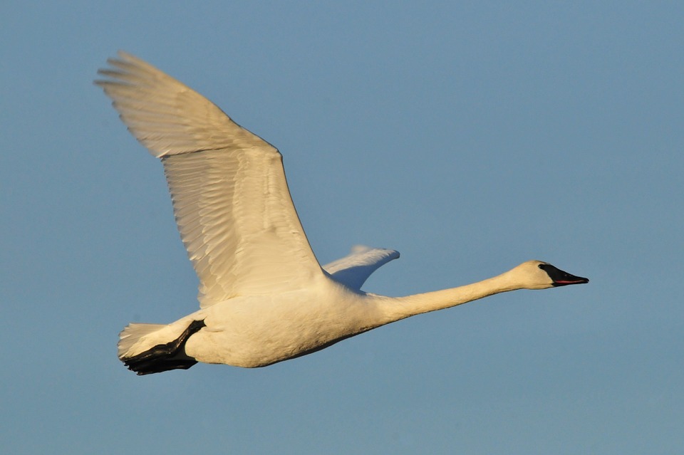 Cisne-Trompetista Voando 