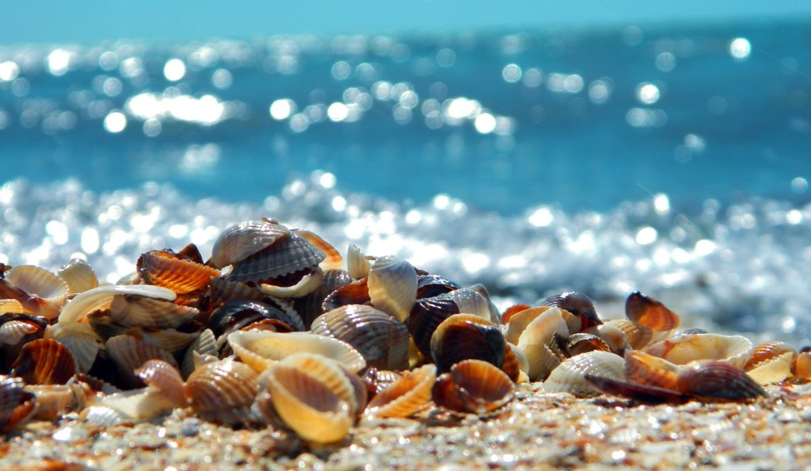 Conchas na Beira da Praia