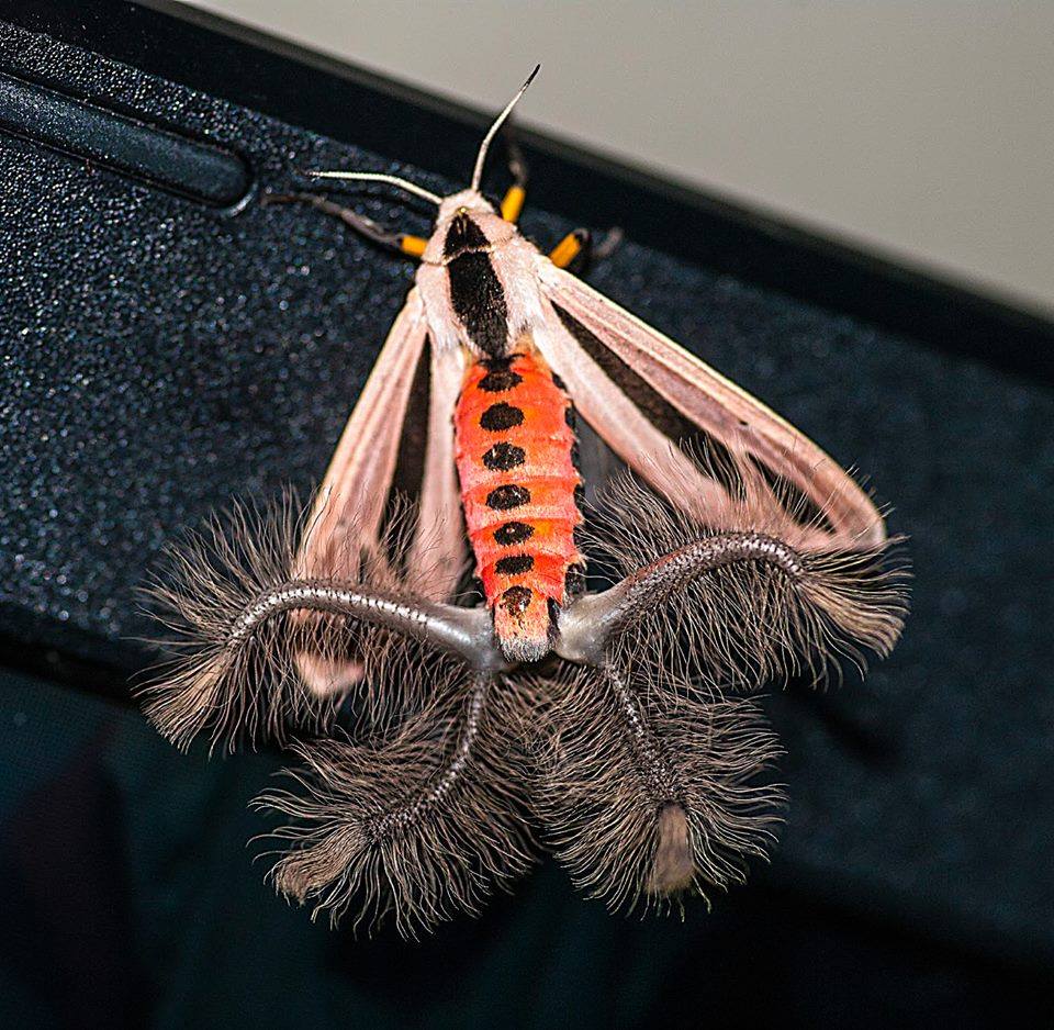 Creatonotos Gangis