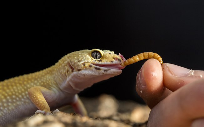 Cuidados Com o Lagarto