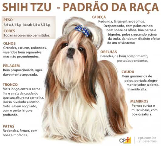 Curiosidades sobre o Shih Tzu 