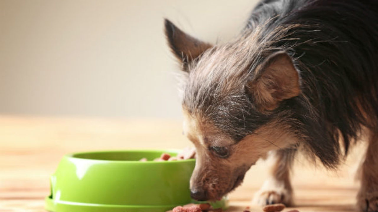 Cão Idoso Comendo 