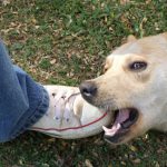 Cão Mordendo o Dono