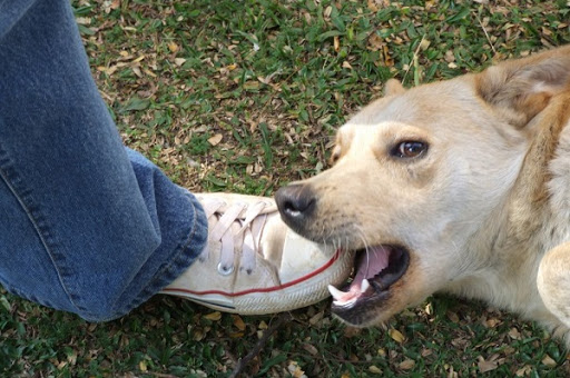 Cão Mordendo o Dono