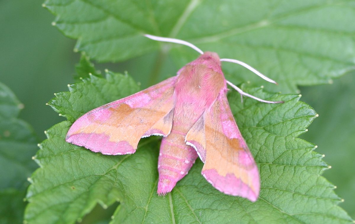 Deilephila Porcellus