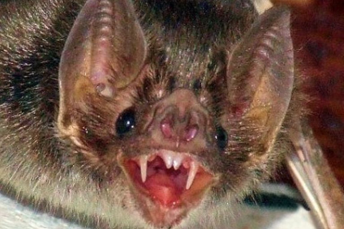 Coronavírus: Zoonoses, Morcego e Como Surgiu o Covid-19