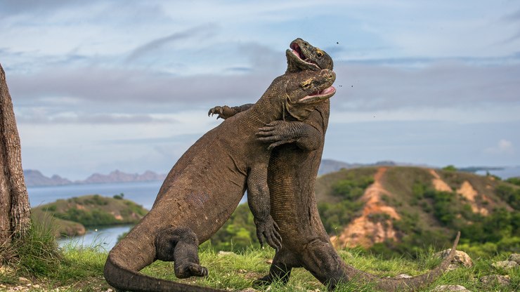 Dois Dragões de Komodo