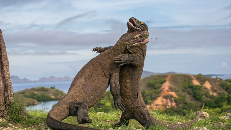 Dois Dragões de Komodo 