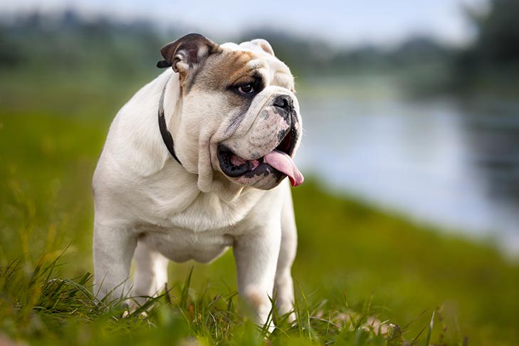 English Bulldog