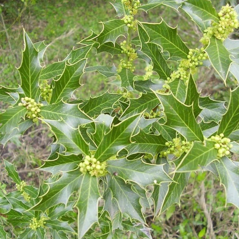Quais os Efeitos Colaterais da Espinheira Santa? | Mundo Ecologia