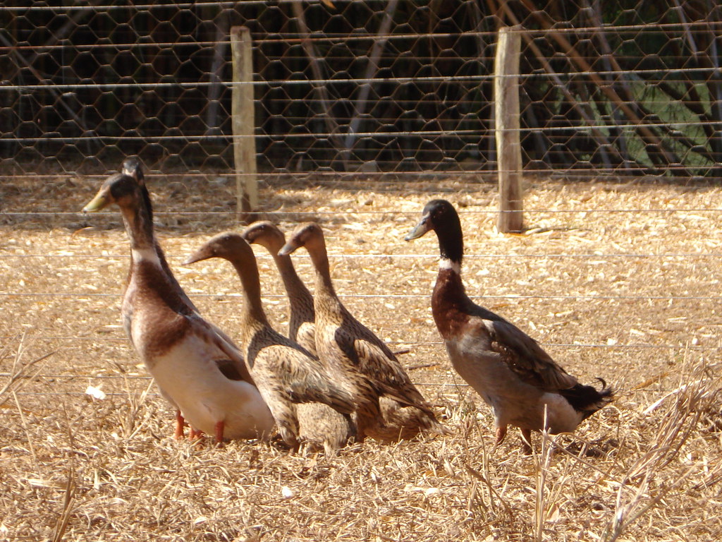 Família de Marreco-Corredor