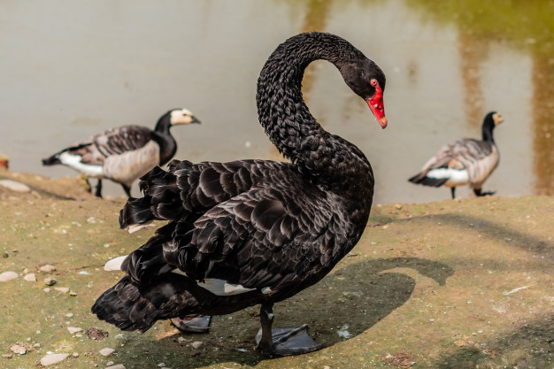 Filho de Cisne Negro 