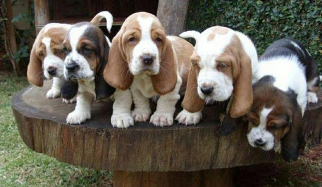 Filhotes de Basset Hound