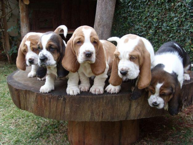 Filhotes de Basset Hound