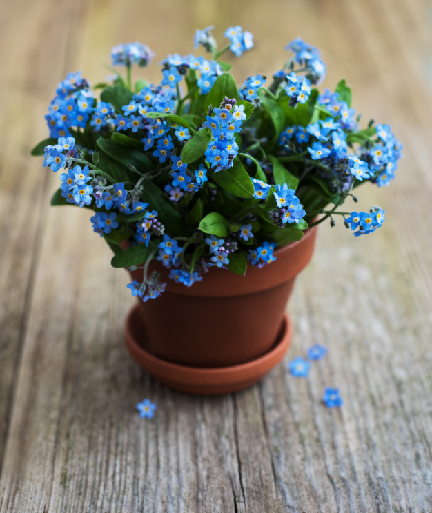 Flor Miosótis no Vaso 