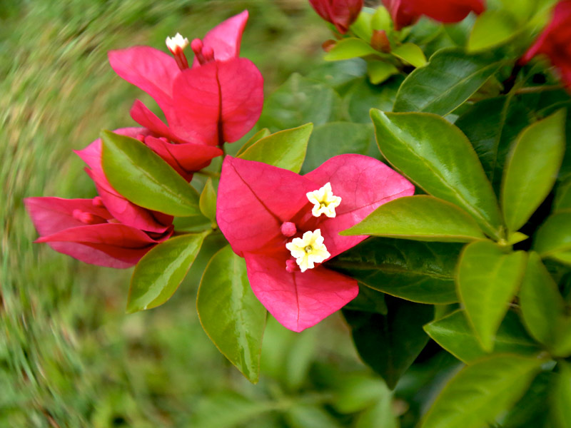 Flor Primavera Vermelha