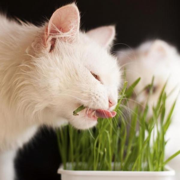 Gato Comendo Planta 
