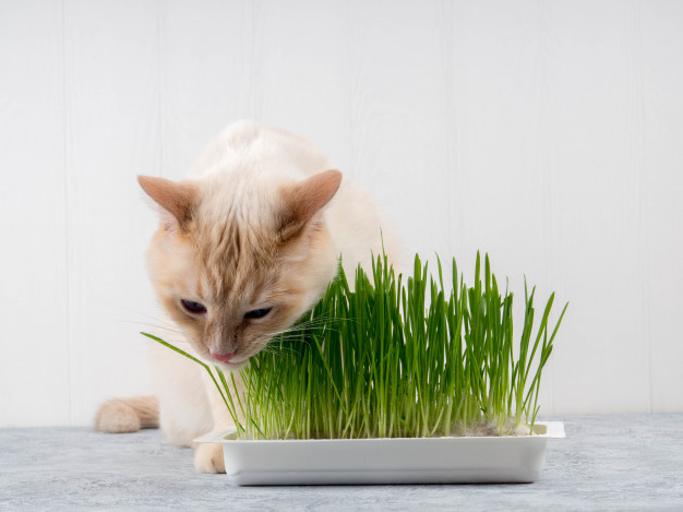 Grama Criada em Casa Para o Consumo do Gato