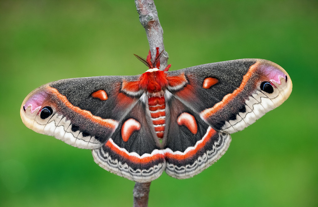 Hyalophora Cecropia