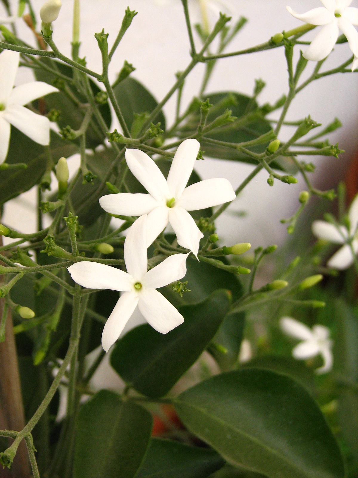 Jasminum Azoricum