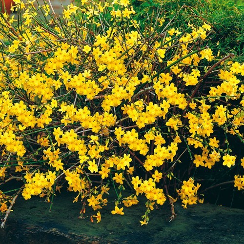 Jasminum Nudiflorum