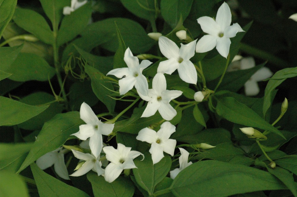 Jasminum Officinalis