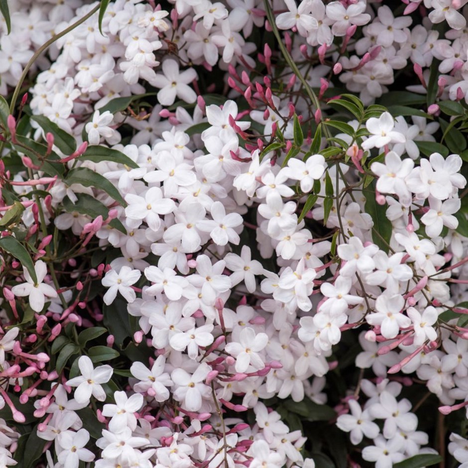 Jasminum Polyanthum