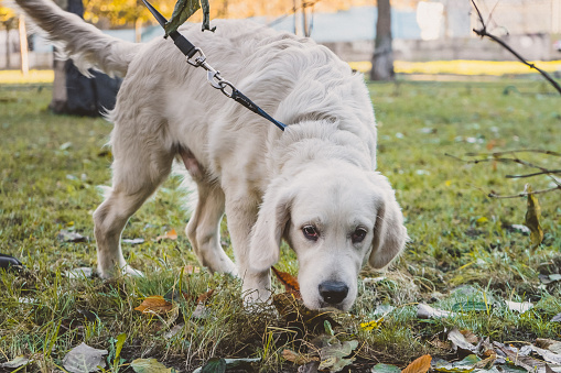 Labrador Retriever Farejando