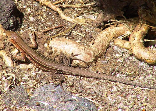 Lagarto Chicote de Santa Lúcia ou Chicote de Vanzo com Fotos