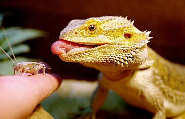Lagarto Dragao Barbudo Caracteristicas Nome Cientifico E Fotos Mundo Ecologia