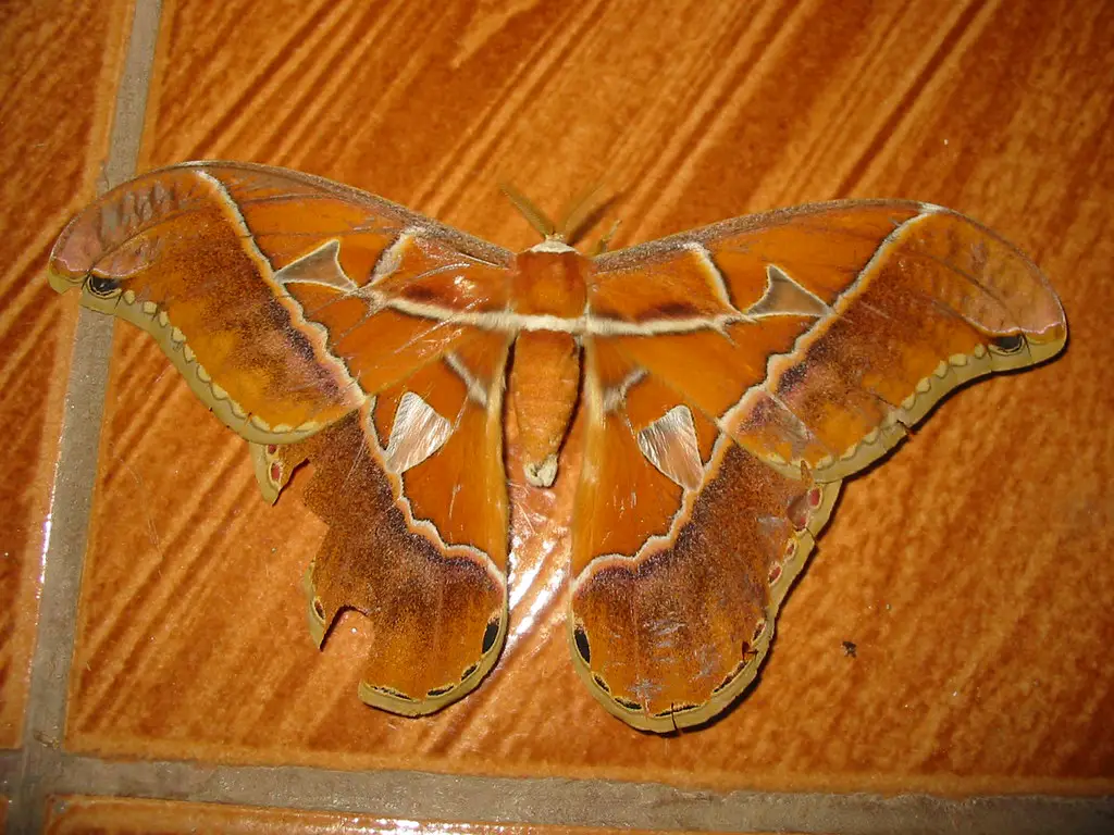 Mariposa Camuflado 
